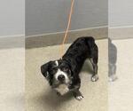 Small Border Terrier Mix
