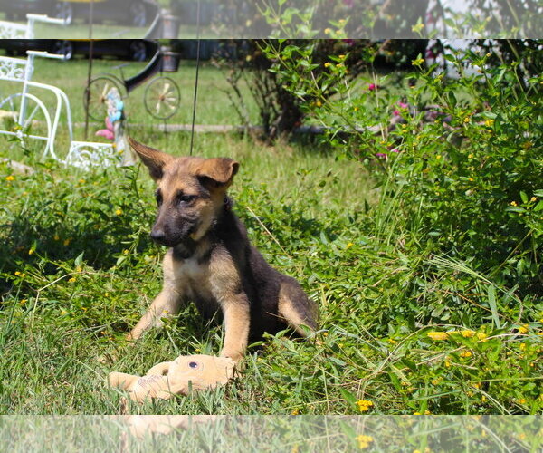 Medium Photo #2 German Shepherd Dog Puppy For Sale in Holly Hill, SC, USA