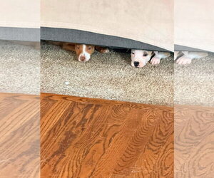 Casper/Preston - Male Mutt Dog for Adoption - Photo #5