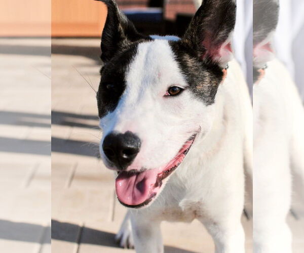 Medium Photo #2 Mutt Puppy For Sale in Royse City, TX, USA