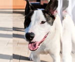 Small #1 Mutt