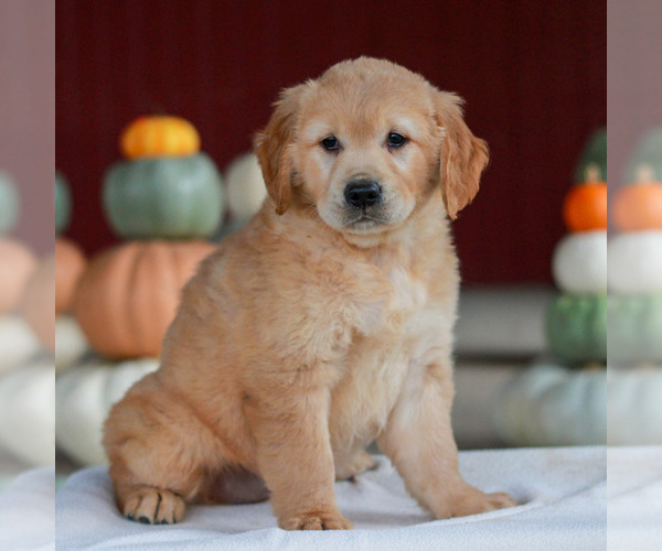 Medium Photo #3 Golden Retriever Puppy For Sale in MANHEIM, PA, USA