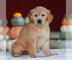 Lilac - Female Golden Retriever Puppy for Sale - Photo #3