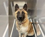 Small #4 Akita-German Shepherd Dog Mix
