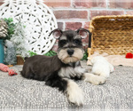 Small #1 Schnauzer (Miniature)