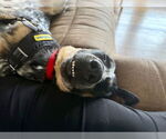 Small #5 German Shepherd Dog Mix