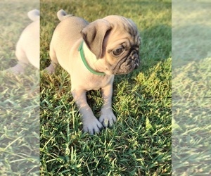Pug Puppy for sale in ANGOLA, KS, USA