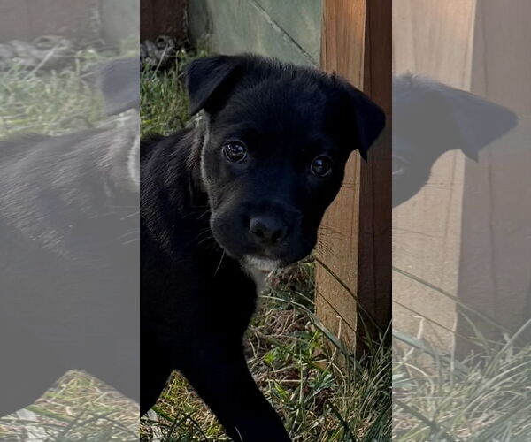 Medium Photo #6 Labrador Retriever-Unknown Mix Puppy For Sale in Fenton, MO, USA