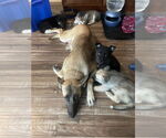 Small #2 German Shepherd Dog