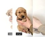 Small Photo #7 Golden Retriever Puppy For Sale in BOISE, ID, USA