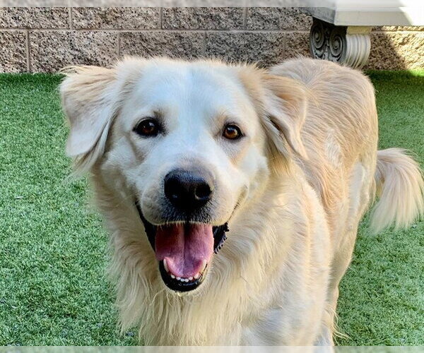 Medium Photo #1 Golden Retriever-Unknown Mix Puppy For Sale in Moreno Valley, CA, USA