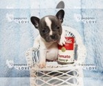 Small Photo #8 French Bulldog Puppy For Sale in SANGER, TX, USA