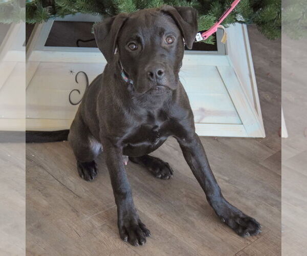 Medium Photo #5 American Staffordshire Terrier-Unknown Mix Puppy For Sale in Huntley, IL, USA