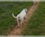Small Photo #31 Dogo Argentino Puppy For Sale in RYAN, OK, USA