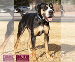 Small #5 Greater Swiss Mountain Dog