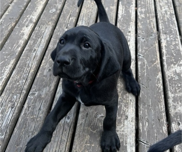 Medium Photo #22 German Shorthaired Lab Puppy For Sale in TACOMA, WA, USA