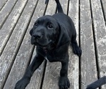 Small Photo #22 German Shorthaired Lab Puppy For Sale in TACOMA, WA, USA