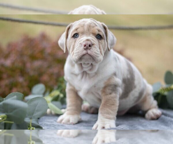 Medium Photo #1 Beabull Puppy For Sale in MILLERSBURG, OH, USA