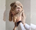 Small Photo #3 English Bulldog Puppy For Sale in POMONA, CA, USA