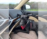 Small Photo #10 Shepradors Puppy For Sale in Gretna, NE, USA