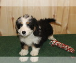 Small Photo #4 Miniature Bernedoodle Puppy For Sale in HORN CREEK, CO, USA