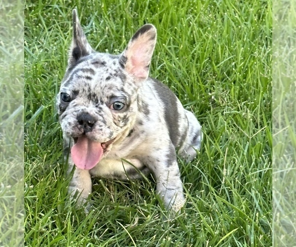 Medium Photo #18 French Bulldog Puppy For Sale in AMARILLO, TX, USA