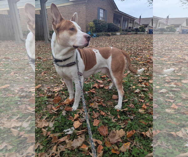 Medium Photo #8 Staffordshire Bull Terrier-Unknown Mix Puppy For Sale in Munford, TN, USA