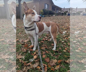 Ozzy - Male Staffordshire Bull Terrier-Unknown Mix Dog for Adoption - Photo #8