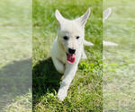 Small #1 German Shepherd Dog
