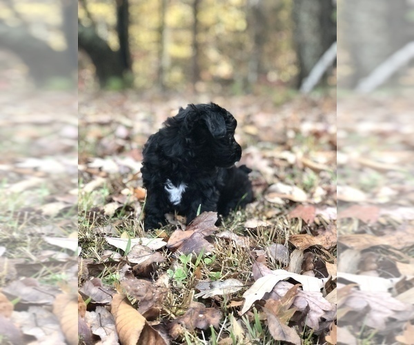 Medium Photo #2 Maltipoo Puppy For Sale in CLEVELAND, TN, USA