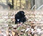 Small Photo #2 Maltipoo Puppy For Sale in CLEVELAND, TN, USA