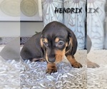 Small Photo #26 Dachshund Puppy For Sale in THORNTON, CO, USA