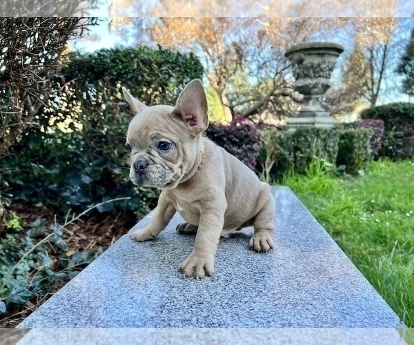 Medium Photo #134 French Bulldog Puppy For Sale in HAYWARD, CA, USA