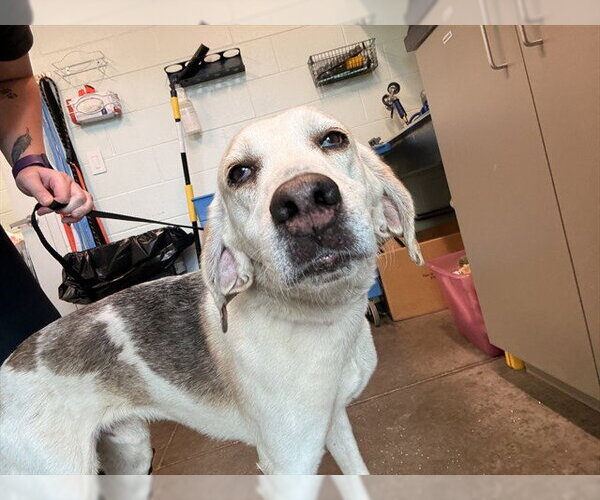 Medium Photo #1 Treeing Walker Coonhound Puppy For Sale in Tavares, FL, USA