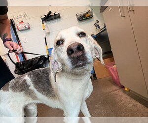 Treeing Walker Coonhound Dogs for adoption in Tavares, FL, USA