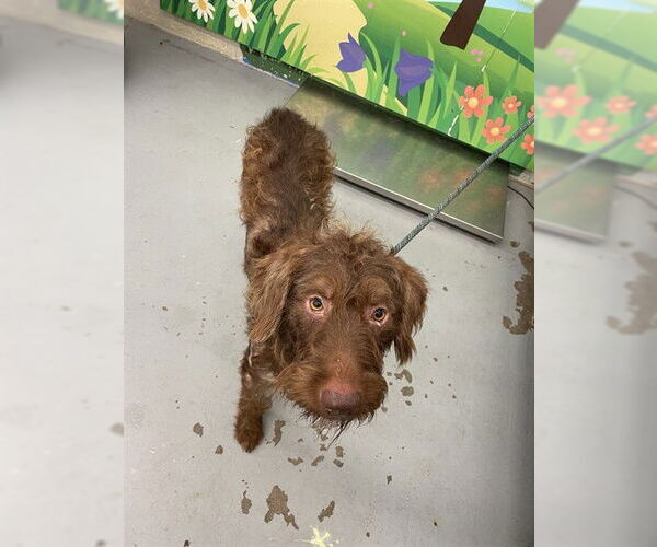 Medium Photo #1 Labradoodle Puppy For Sale in Waco, TX, USA