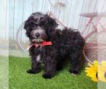 Small Photo #2 Maltipoo-Poodle (Miniature) Mix Puppy For Sale in ARTHUR, IL, USA