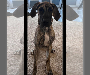 Great Dane Puppy for sale in JENERA, OH, USA