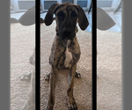 Small Photo #1 Great Dane Puppy For Sale in JENERA, OH, USA