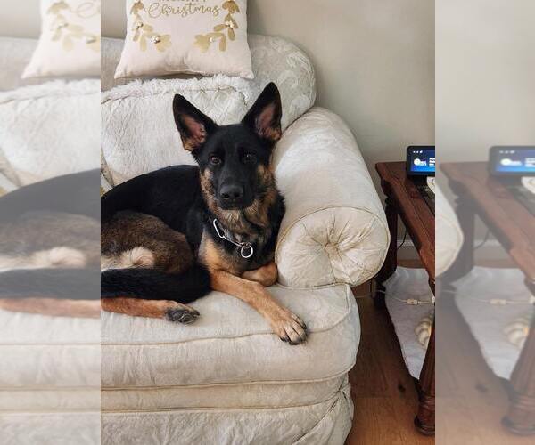 Medium Photo #9 German Shepherd Dog Puppy For Sale in LA FAYETTE, NY, USA