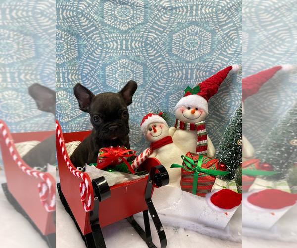 Medium Photo #15 French Bulldog Puppy For Sale in LOS ANGELES, CA, USA