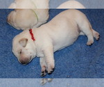 Small Photo #7 Labrador Retriever Puppy For Sale in LOVELADY, TX, USA