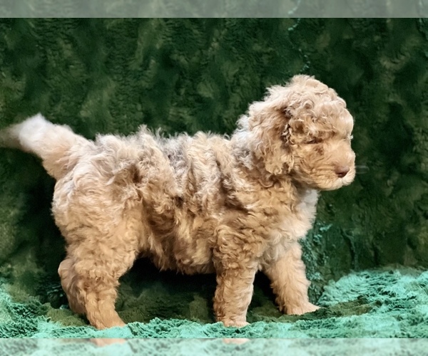 Medium Photo #9 Miniature Bernedoodle Puppy For Sale in GREEN FOREST, AR, USA