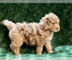 Small Photo #9 Miniature Bernedoodle Puppy For Sale in GREEN FOREST, AR, USA