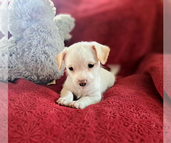 Medium Photo #2 Mutt Puppy For Sale in Grafton, WI, USA