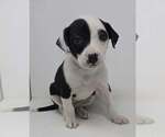 Small #2 Labrador Retriever Mix