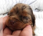 Puppy Puppy 6 Cavalier King Charles Spaniel
