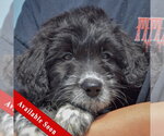 Small Mutt