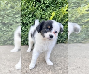 Australian Shepherd-Papillon Mix Puppy for sale in SILVER LAKE, IN, USA