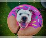 Small #1 American Staffordshire Terrier